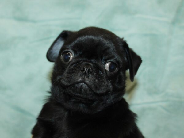 Pug-Dog-Male-Black-9795-Petland Dalton, Georgia