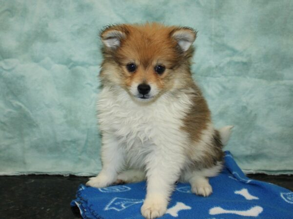 [#21023] Brown / White Male Pomeranian Puppies For Sale