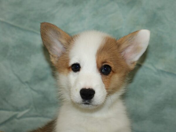 Pembroke Welsh Corgi-Dog-Male-Red / White-21022-Petland Dalton, Georgia