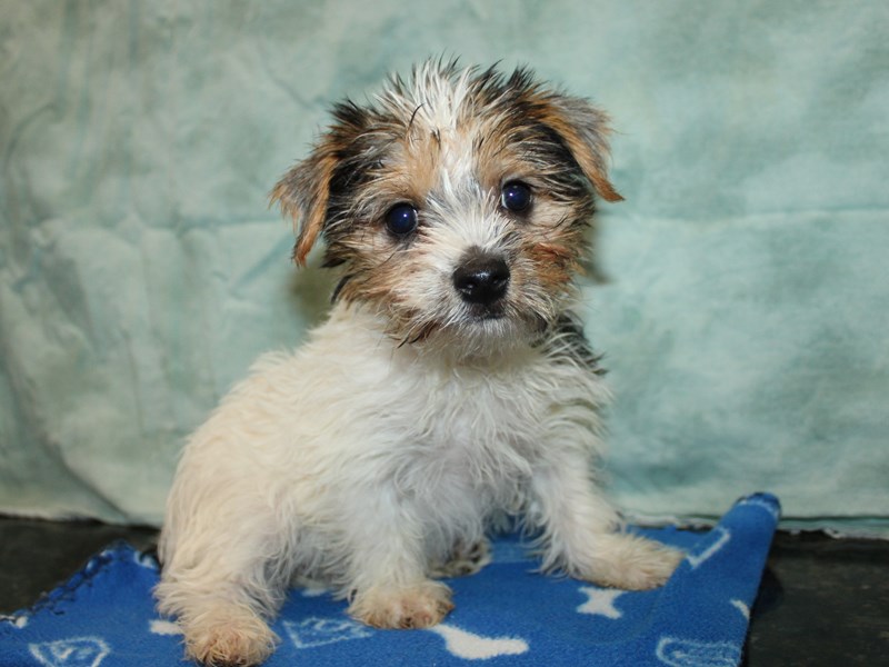 Morkie-Female--4147319-Petland Dalton