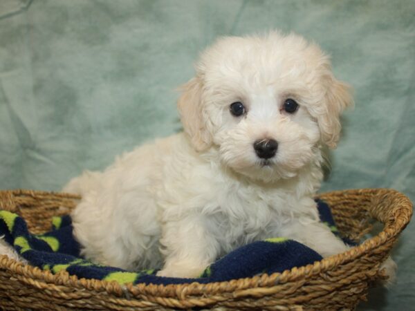 Malshi-Dog-Male-white-21033-Petland Dalton, Georgia