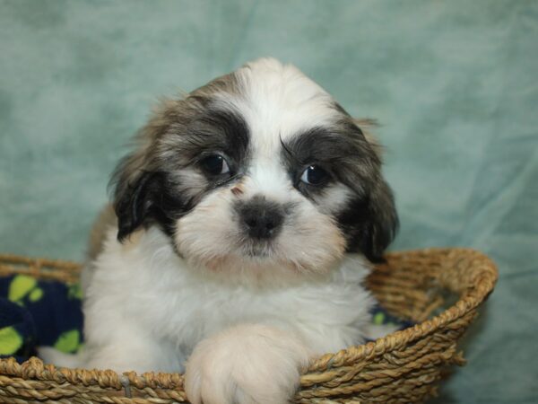 Shih Tzu Dog Male Brown / White 21029 Petland Dalton, Georgia