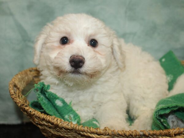 [#9802] White Male Bichon Frise Puppies For Sale