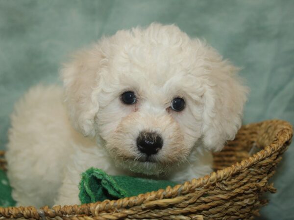 [#9801] White Male Bichon Frise Puppies For Sale