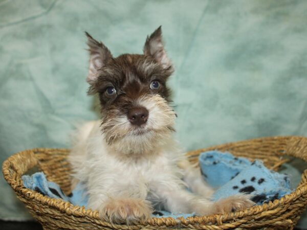[#21039] Liver and Pepper Male Miniature Schnauzer Puppies For Sale