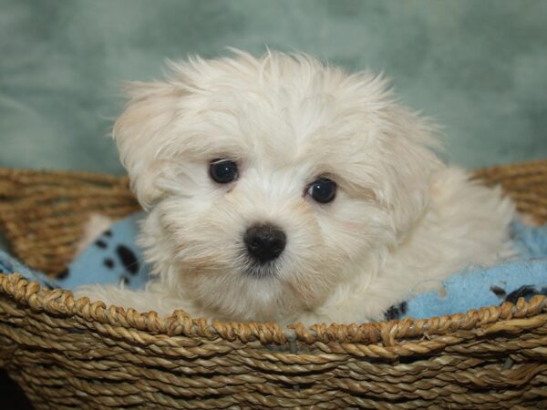 Maltese Dog Male White 21038 Petland Dalton, Georgia