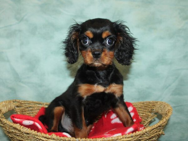 Cavalier King Charles Spaniel Dog Male Black and Tan 21036 Petland Dalton, Georgia