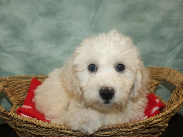 [#21034] White Male Bichon Frise Puppies For Sale
