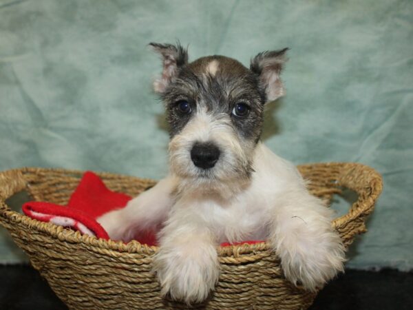 [#9805] Salt and Pepper Male Miniature Schnauzer Puppies For Sale
