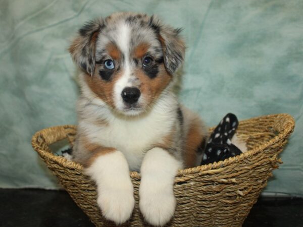 Miniature American Shepherd-Dog-Female-Blue Merle-21032-Petland Dalton, Georgia