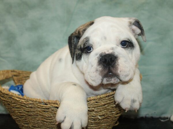 English Bulldog Dog Male Brindle and White 21035 Petland Dalton, Georgia