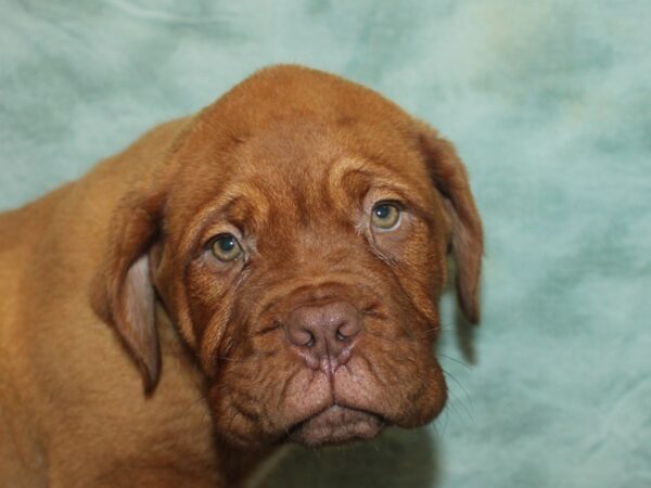 Dogue De Bordeaux-Dog-Male-Red-21030-Petland Dalton, Georgia