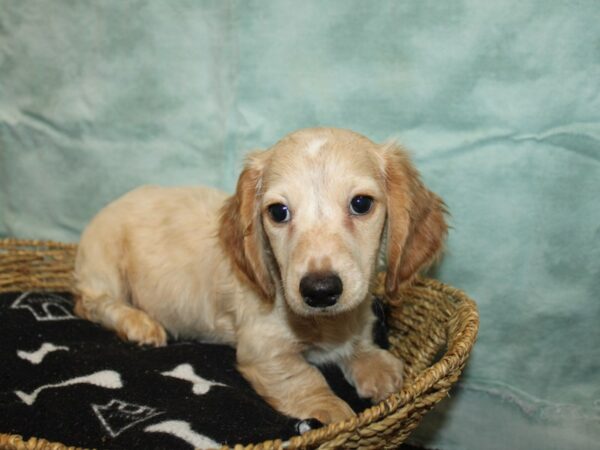 Dachshund Dog Male Cream 21043 Petland Dalton, Georgia