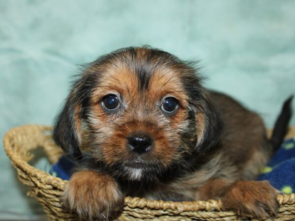 Shorkie-Dog-Male-sable-21040-Petland Dalton, Georgia