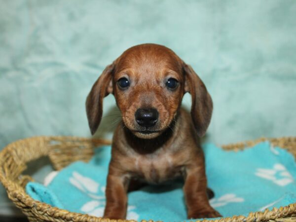 Dachshund-Dog-Male-Red-9809-Petland Dalton, Georgia