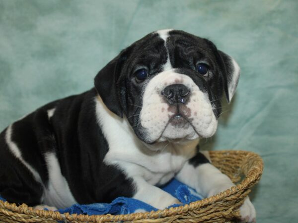 English Bulldog Dog Male Black and White 9806 Petland Dalton, Georgia