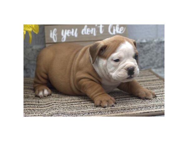 Victorian Bulldog-Dog-Male-Fawn / White-21049-Petland Dalton, Georgia