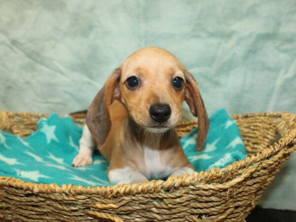 Miniature Dachshund-Dog-Female-Isabella Pie-21072-Petland Dalton, Georgia