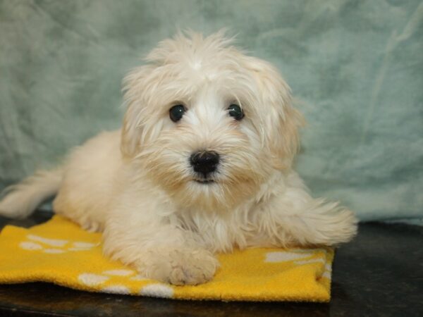 Havanese-Dog-Male-Cream-9821-Petland Dalton, Georgia