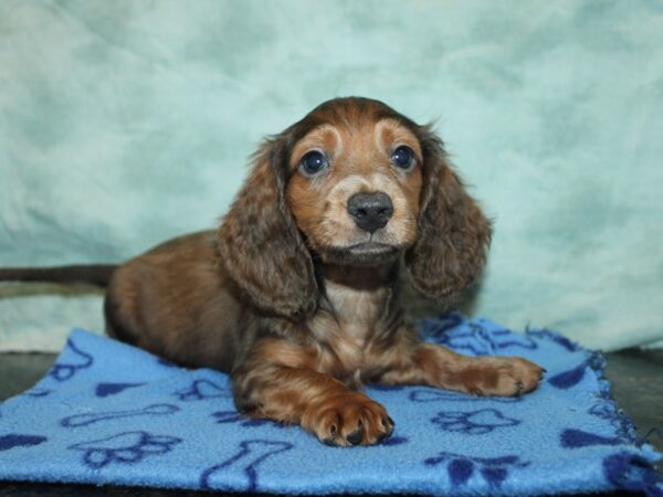 Miniature Dachshund-Dog-Male--9826-Petland Dalton, Georgia