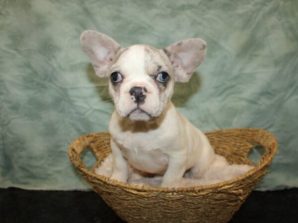 French Bulldog-Dog-Male-Blue Merle / White-21081-Petland Dalton, Georgia