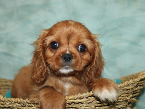 Cavalier King Charles Spaniel Dog Male Red 9829 Petland Dalton, Georgia