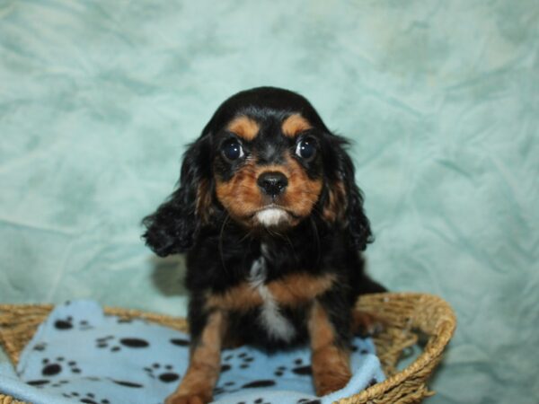 Cavalier King Charles Spaniel-Dog-Male-Black / Tan-21097-Petland Dalton, Georgia