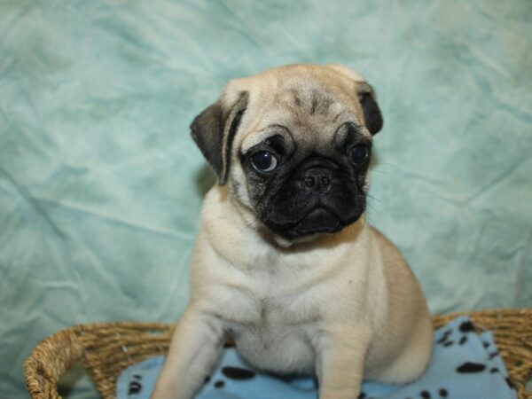 Pug Dog Male Fawn 21096 Petland Dalton, Georgia