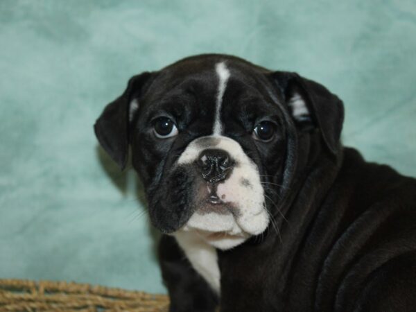 Mini Bulldog-Dog-Female-Black-21092-Petland Dalton, Georgia