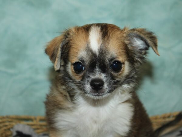 Chihuahua-Dog-Female-Sable / White-21089-Petland Dalton, Georgia