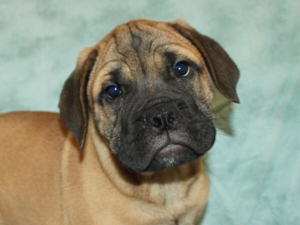 Bullmastiff-Dog-Male-Fawn-21098-Petland Dalton, Georgia