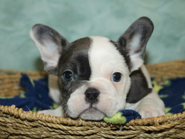 French Bulldog Dog Female Pied 9839 Petland Dalton, Georgia