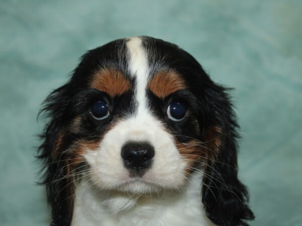 Cavalier King Charles Spaniel-Dog-Female-Tri-9837-Petland Dalton, Georgia