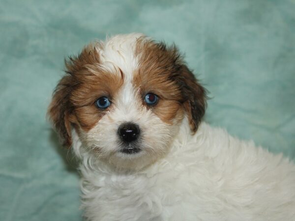 ShizaPoo-Dog-Female-Black Tan / White-21106-Petland Dalton, Georgia