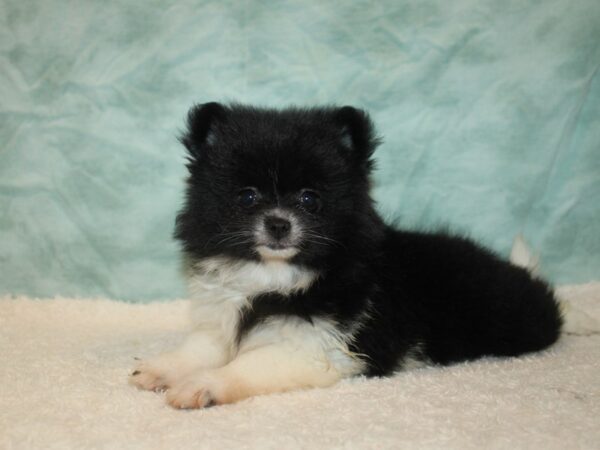 Pomeranian-Dog-Female-Black & White-21112-Petland Dalton, Georgia