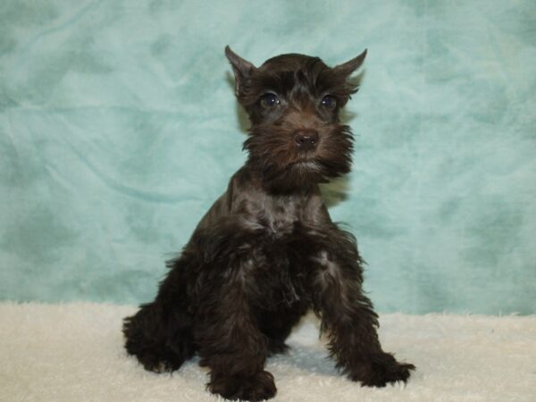 Miniature Schnauzer-Dog-Female-Liver-21110-Petland Dalton, Georgia