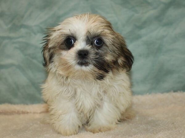 Teddy Bear Dog Female Gold & White 21114 Petland Dalton, Georgia