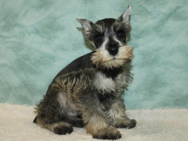 Miniature Schnauzer Dog Male Salt / Pepper 21109 Petland Dalton, Georgia