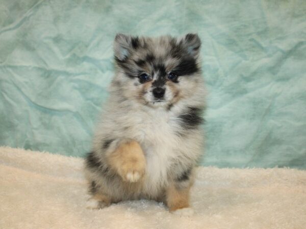 Pomeranian Dog Male Blue Merle 9843 Petland Dalton, Georgia