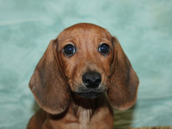 Dachshund Dog Male Red 21115 Petland Dalton, Georgia