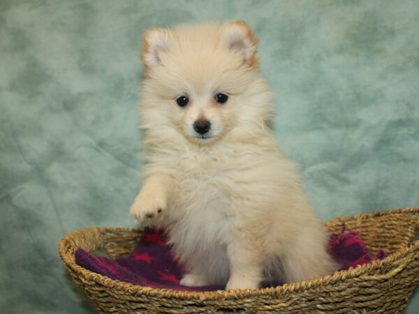 Pomeranian-Dog-Female-Cream-9815-Petland Dalton, Georgia