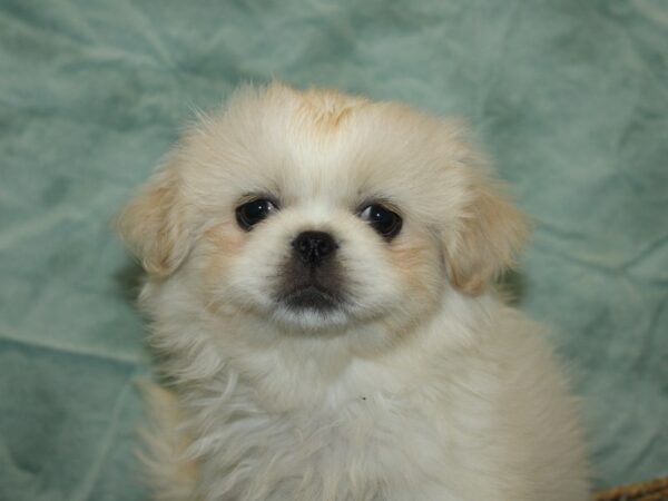 Pekingese Dog Male Cream 21107 Petland Dalton, Georgia