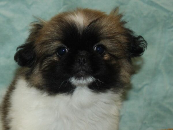 Pekingese-Dog-Female-Fawn Sable-21087-Petland Dalton, Georgia