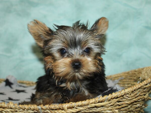 Yorkshire Terrier Dog Male Black / Tan 9835 Petland Dalton, Georgia