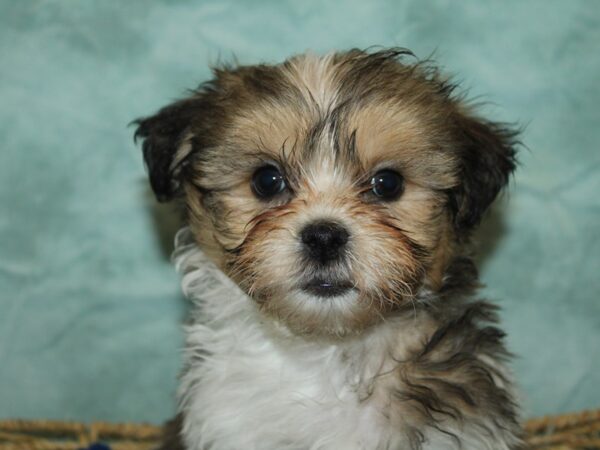 ShizaPoo-Dog-Male-Brown / White-9838-Petland Dalton, Georgia