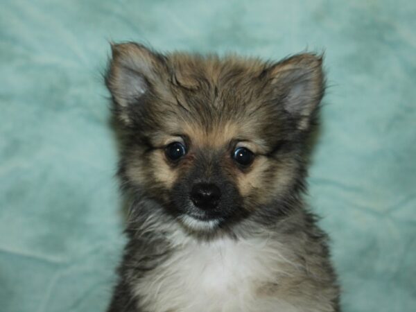 Pomeranian-Dog-Female-Tri-Colored-21104-Petland Dalton, Georgia