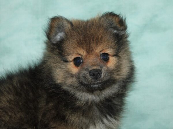 Pomeranian-Dog-Female-Wolf Sable-21111-Petland Dalton, Georgia