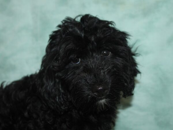 Golden Doodle-Dog-Male-Black-21113-Petland Dalton, Georgia