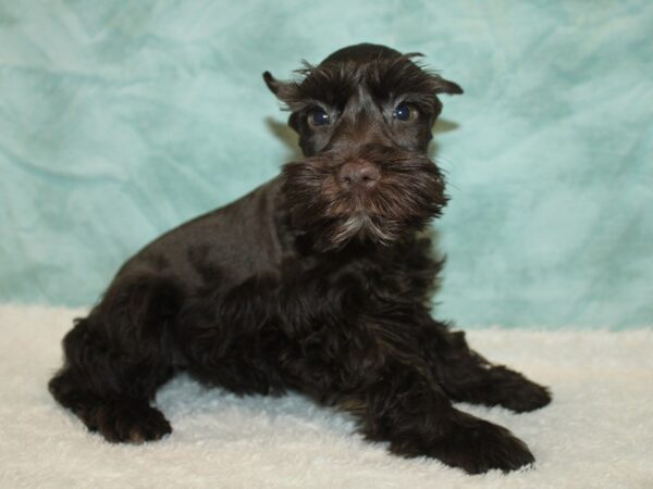 Miniature Schnauzer-Dog-Female-Liver-9842-Petland Dalton, Georgia