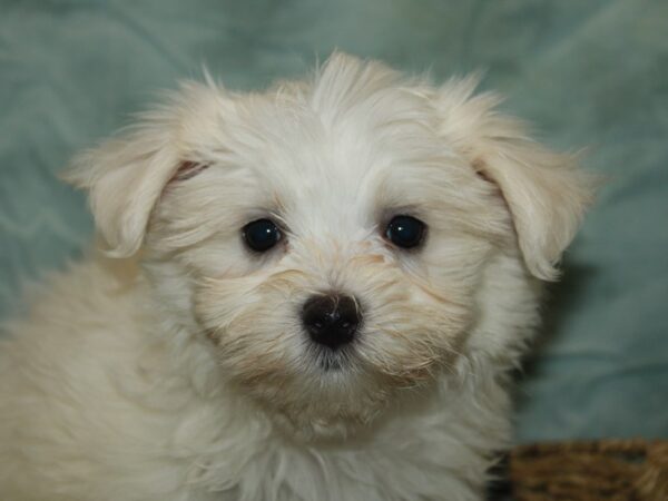 Maltese Dog Male White 9848 Petland Dalton, Georgia